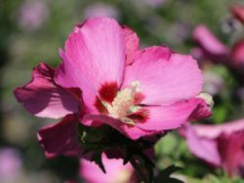 Garteneibisch 'Pink Giant' ®, Hibiscus syriacus 'Pink Giant' ®, Topfware von Hibiscus syriacus 'Pink Giant' ®
