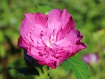 Garteneibisch 'Purple Ruffles' ®, 40-60 cm, Hibiscus syriacus 'Purple Ruffles' ®, Containerware von Hibiscus syriacus 'Purple Ruffles' ®