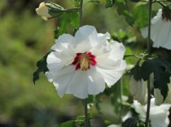 Garteneibisch 'Red Heart', 60-80 cm, Hibiscus syriacus 'Red Heart', Containerware Garteneibisch 'Red Heart', 60-80 cm, Hibiscus syriacus 'Red Heart', Containerware von Hibiscus syriacus 'Red Heart'