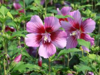 Garteneibisch 'Russian Violet' ®, 60-80 cm, Hibiscus syriacus 'Russian Violet' ®, Containerware von Hibiscus syriacus 'Russian Violet' ®