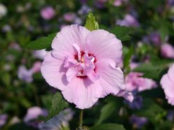 Garteneibisch 'Souvenir de Charles Breton', 40-60 cm, Hibiscus syriacus 'Souvenir de Charles Breton', Containerware von Hibiscus syriacus 'Souvenir de Charles Breton'