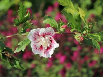 Garteneibisch 'Starbust Chiffon', 40-60 cm, Hibiscus syriacus 'Starbust Chiffon', Containerware von Hibiscus syriacus 'Starbust Chiffon'