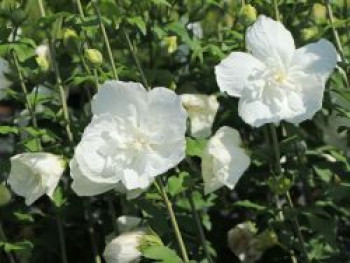 Garteneibisch 'White Chiffon' ®, 10-20 cm, Hibiscus syriacus 'White Chiffon' ®, Topfware von Hibiscus syriacus 'White Chiffon' ®