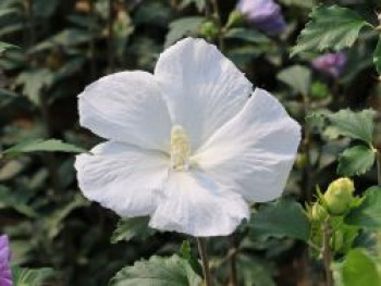 Garteneibisch 'William R. Smith', 60-80 cm, Hibiscus syriacus 'William R. Smith', Containerware von Hibiscus syriacus 'William R. Smith'