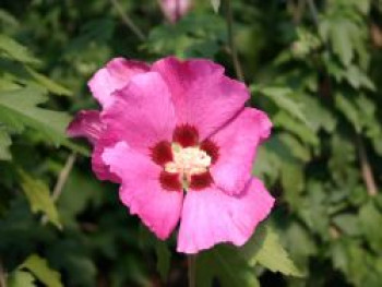 Garteneibisch 'Woodbridge', 80-100 cm, Hibiscus syriacus 'Woodbridge', Containerware XXL von Hibiscus syriacus 'Woodbridge'