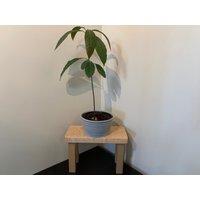 Handgemachter Massiver Hocker Aus Ahorn. Blumenständer. Fußhocker von HiddenRabbitDesigns