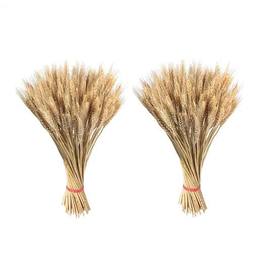 200 Stück Natürliche Getrocknete Weizen Blumens, Weizenstiele Blumenstrauß Bündel Weizengarben, Getrocknete Wiesenblumen Zum Basteln Für Herbst, Hochzeits, Kamin, Zuhause, Küche, Tisch Dekoration 200 Stück Natürliche Getrocknete Weizen Blumens, Weizenstiele Blumenstrauß Bündel Weizengarben, Getrocknete Wiesenblumen Zum Basteln Für Herbst, Hochzeits, Kamin, Zuhause, Küche, Tisch Dekoration von Hiemible