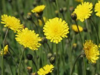 Kleines Habichtskraut, Hieracium pilosella, Topfware von Hieracium pilosella