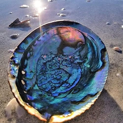 Hiessgozy 10-12CM Natürliche Abalone Muschel Große Muscheln Nautische Dekor Seifenschale Dekor Tank Landschaft Fisch Hochzeit Aquarium von Hiessgozy