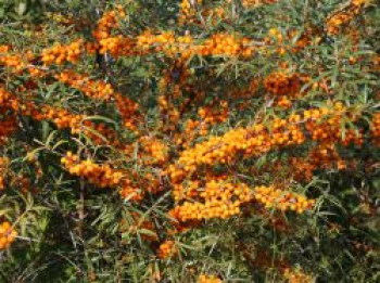 Sanddorn 'Friesdorfer Orange', 40-60 cm, Hippophae rhamnoides 'Friesdorfer Orange', Containerware von Hippophae rhamnoides 'Friesdorfer Orange'