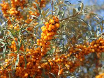 Sanddorn weiblich 'Frugana', 10-20 cm, Hippophae rhamnoides 'Frugana', Topfware von Hippophae rhamnoides 'Frugana'
