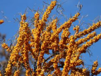 Sanddorn weiblich 'Hergo', 10-20 cm, Hippophae rhamnoides 'Hergo', Topfware Sanddorn weiblich 'Hergo', 10-20 cm, Hippophae rhamnoides 'Hergo', Topfware von Hippophae rhamnoides 'Hergo'