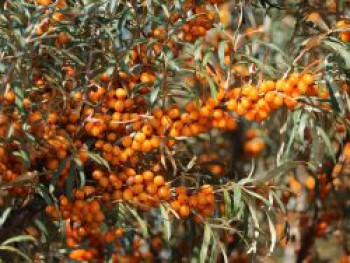 Sanddorn weiblich 'Leikora', 100-150 cm, Hippophae rhamnoides 'Leikora', Containerware Sanddorn weiblich 'Leikora', 100-150 cm, Hippophae rhamnoides 'Leikora', Containerware von Hippophae rhamnoides 'Leikora'