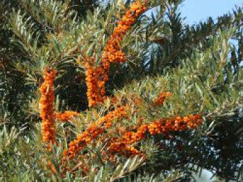 Sanddorn weiblich 'Sirola', 60-100 cm, Hippophae rhamnoides 'Sirola', Containerware von Hippophae rhamnoides 'Sirola'