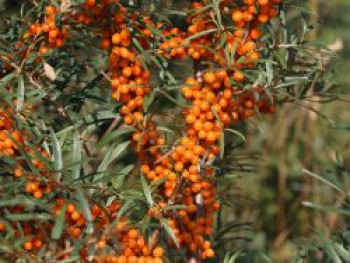 Sanddorn 'Vitaminhochzeit' (m/w), 60-100 cm, Hippophae rhamnoides 'Vitaminhochzeit' (m/w), Containerware von Hippophae rhamnoides 'Vitaminhochzeit' (m/w)