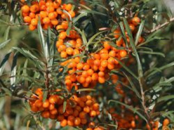 Sanddorn, 60-100 cm, Hippophae rhamnoides, Containerware von Hippophae rhamnoides
