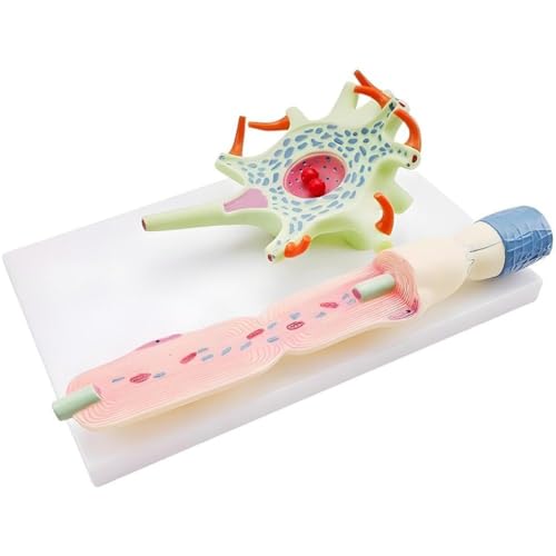 HiyyFloy 1pc Neuron Cell Study Modell Schule Experimentelle Ausrüstung Medizinische Lehrausrüstung HiyyFloy 1pc Neuron Cell Study Modell Schule Experimentelle Ausrüstung Medizinische Lehrausrüstung von HiyyFloy