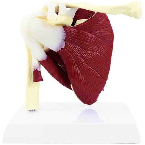 Muskel-schultergelenk-modell – Anatomisches Modell Eines Menschlichen Gelenks – Zeigt Die Komplette Schultermuskulatur Von Der Rotatorenmanschette Bis Zu Den Subscapularmuskeln – Als Medizinische Muskel-schultergelenk-modell – Anatomisches Modell Eines Menschlichen Gelenks – Zeigt Die Komplette Schultermuskulatur Von Der Rotatorenmanschette Bis Zu Den Subscapularmuskeln – Als Medizinische von HiyyFloy