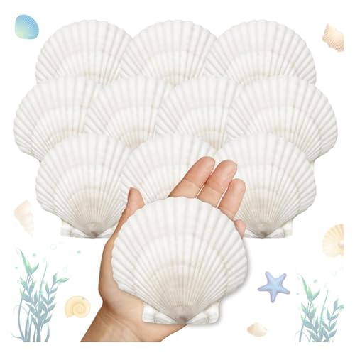 Hlennotor 25 Pcs Große Jakobsmuschelschalen für 4" - 5" Weiße Jakobsmuschelschalen DIY Malerei Malerei Beach Party Dekoration von Hlennotor