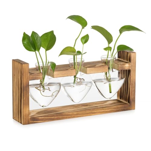 Hlennotor Glas-Anzuchtstation f¨¹r Pflanzen: Vintage mit Holzrahmen Set f¨¹r Wohnzimmer B¨¹ro Regal von Hlennotor
