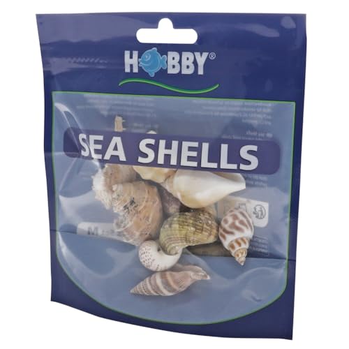 Hobby 40222 Sea Shells Set, M, M, 10 Stück von Hobby