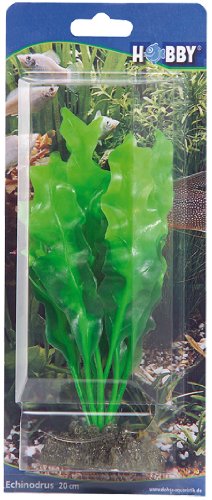 Hobby Aquaristik Echinodrus I 20 cm I Naturgetreue künstliche Aquarienpflanze I Keine Beeinflussung der Wasserqualität I Pflegeleicht von Hobby