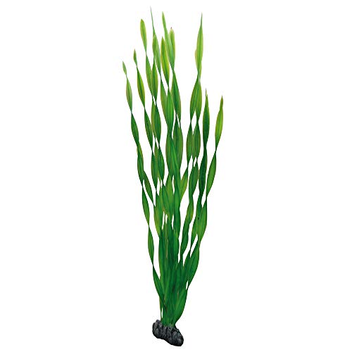 Hobby Vallisneria, 60 cm von Hobby