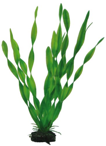 Hobby Vallisneria, 34 cm, 55 g (1er Pack) von Hobby