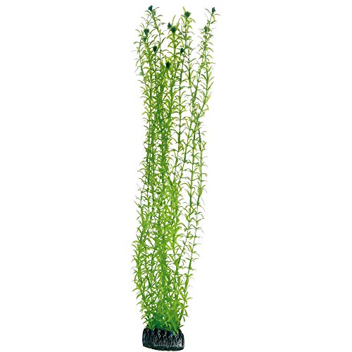 Hobby Lagarosiphon, 60 cm von Hobby