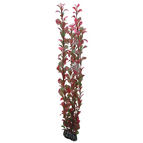 Hobby Ludwigia, 60 cm von Hobby