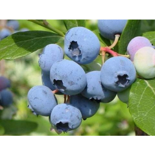 Hof:Obst® Garten-Heidelbeere, Vaccinium corymbosum »Herbert«, Frucht: dunkelblau, insektenfreundlich von Hof:Obst®