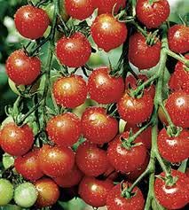 Tomaten Cocktail-Kirschtomate Sweet Cherry keine Hybride! Samen von Hoffm