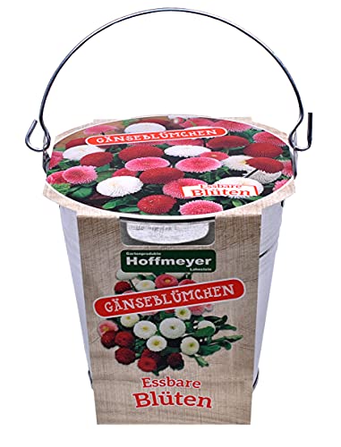 Gänseblümchen im Mini-Zinkeimer, Pflanzset mit kleinem, dekorativem Zinkeimer als Pflanztopf, Kultursubstrat und Saatgut von Hoffmeyer