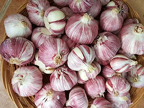 Pflanzknoblauch lila Germidour, Knoblauchzwiebel (250 g) für Frühjahr und Herbst von Hoffmeyer