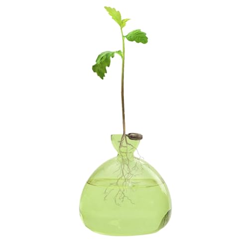 Avocado-Vase Aus Glas Transparente Avocado-Samen-Starters-Pflanzgefäß-Vase Klarer Sprossenpflanzer Avocado-Behälter Glas-Avocado-Baum-Blumenvasen Avocado-Baum-Anzuchtset-Topf von Hogvinnatil