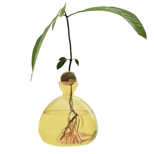 Hogvinnatil Avocado-Vase Aus Glas Transparente Avocado-Samen-Starters-Pflanzgefäß-Vase Klarer Sprossenpflanzer Avocado-Behälter Glas-Avocado-Baum-Blumenvasen Avocado-Baum-Anzuchtset-Topf von Hogvinnatil