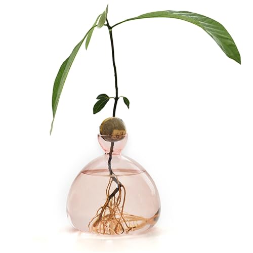 Hogvinnatil Avocado-Vase Aus Glas Transparente Avocado-Samen-Starters-Pflanzgefäß-Vase Klarer Sprossenpflanzer Avocado-Behälter Glas-Avocado-Baum-Blumenvasen Avocado-Baum-Anzuchtset-Topf von Hogvinnatil