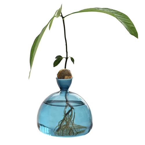 Hogvinnatil Avocado-Vase Aus Glas Transparente Avocado-Samen-Starters-Pflanzgefäß-Vase Klarer Sprossenpflanzer Avocado-Behälter Glas-Avocado-Baum-Blumenvasen Avocado-Baum-Anzuchtset-Topf von Hogvinnatil