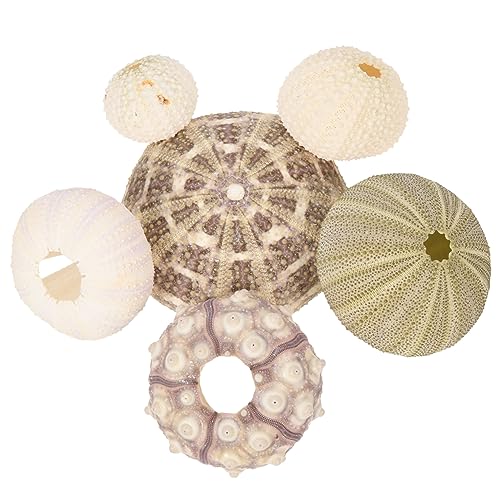 Hohopeti 6 Stück Kreative Seeigel Ornamente- Bunte Seeigel Muscheln Dekorative Muscheln DIY Luftpflanzen Ständer Tillandsia Halter Blumen Pflanzen Display Dekoration für Tillandsia Shop Büro von Hohopeti