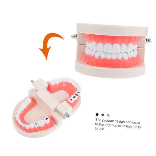 Hohopeti Zahnmodell Gebiss Zahnpflege Lernspielzeug zur Zahnputz demonstration für Kindergarten und Schule Fördert Kreativität Hand auge koordination und Selbstständiges Zähneputzen Hohopeti Zahnmodell Gebiss Zahnpflege Lernspielzeug zur Zahnputz demonstration für Kindergarten und Schule Fördert Kreativität Hand auge koordination und Selbstständiges Zähneputzen von Hohopeti