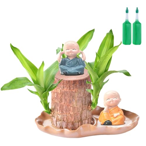 Brasilien-Glücksholz, brasilianische Glücksholzpflanze, kleine brasilianische Pflanze und 2 Mönch-Statuen, luftreinigendes Zubehör, magisches Sprossen, Glücksbam Boo Holz Brasilien-Glücksholz, brasilianische Glücksholzpflanze, kleine brasilianische Pflanze und 2 Mönch-Statuen, luftreinigendes Zubehör, magisches Sprossen, Glücksbam Boo Holz von Holdes