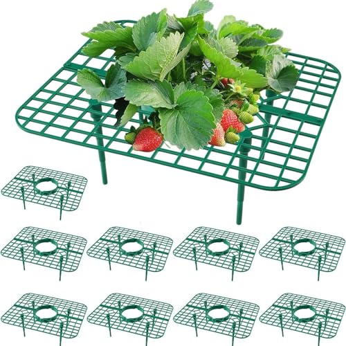 Holdes 10 Stück Erdbeergitter Erdbeerständer Erdbeerstützen, Erdbeerreifer Set, Erdbeerreifer Balkon Erdbeernetze, Schneckenschutz Erdbeeren Vor Fäulnis & Schimmel Holdes 10 Stück Erdbeergitter Erdbeerständer Erdbeerstützen, Erdbeerreifer Set, Erdbeerreifer Balkon Erdbeernetze, Schneckenschutz Erdbeeren Vor Fäulnis & Schimmel von Holdes