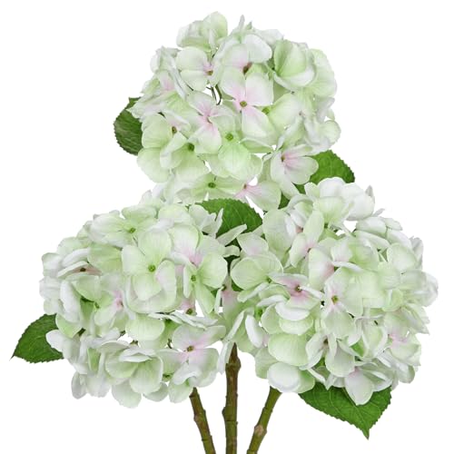 Hollyone 3er Set Hortensien Kunstblumen Hellgrün, Ø 15cm Hortensienblüten Künstlich Seidenblumen Wie Echt Hortensien Deko Blumen für Hochzeit, Haus, Büro, Mittelstücke, Blumenarrangements von Hollyone