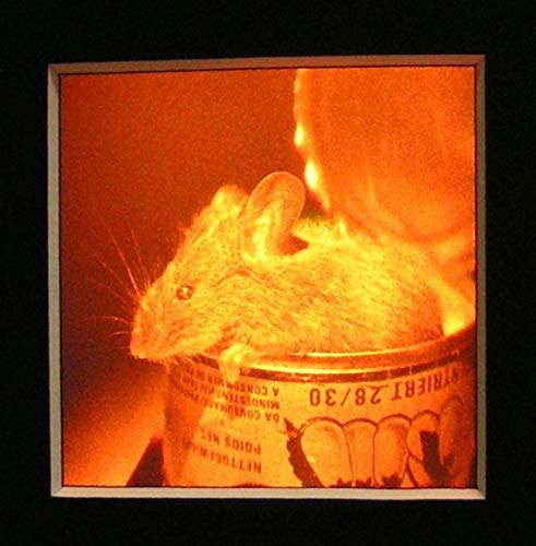 Holoptics USB Hologramm – Maus/süßes Tier - echter realistischer 3D Effekt von Holoptics
