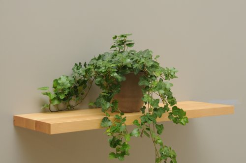 Wandbord Wandboard Design Livingboard Regal massiv Holz - Verschiedene Holzarten wählbar - Tiefe:20cm Dicke:25mm (Birke, 50cm) von Holz-Projekt-Summer