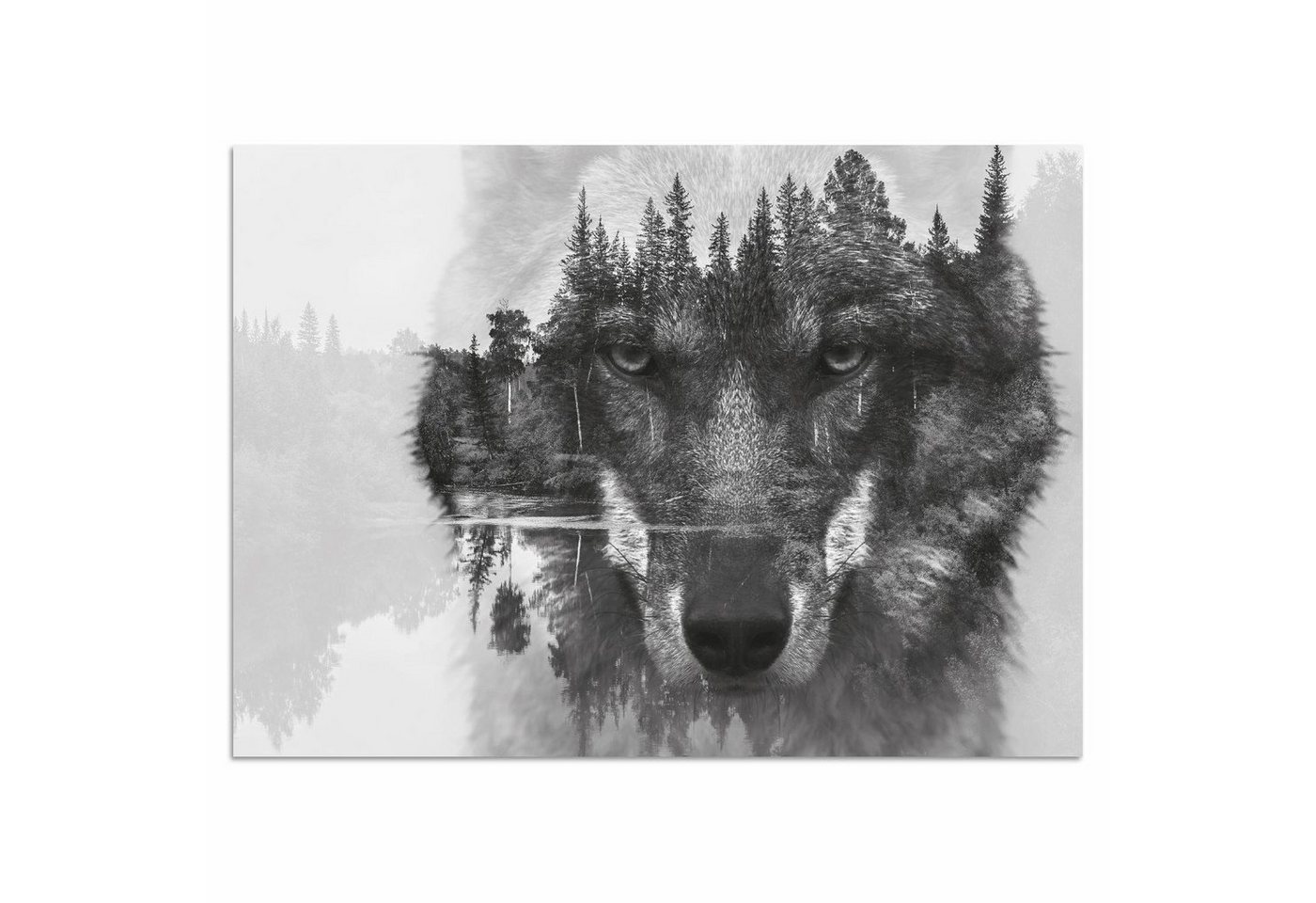 Home affaire Acrylglasbild Wolf, 60/40 cm von Home affaire