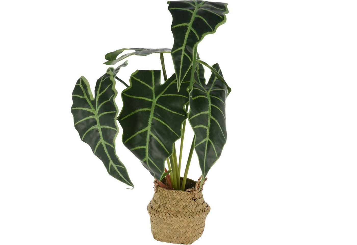 Kunstpflanze Zimmerpflanze, Home & styling collection, Höhe 51 cm Kunstpflanze Zimmerpflanze, Home & styling collection, Höhe 51 cm von Home & styling collection