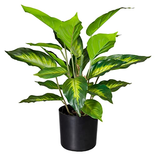 Home4You Dieffenbachia - Grün - Schwarz - Kunststofftopf - H 45 cm von Home4You