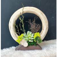 Holzring Mit Sukkulenten Auf Sockel, Naturdeko Holzring Mit Sukkulenten Auf Sockel, Naturdeko von HomeOfDeco