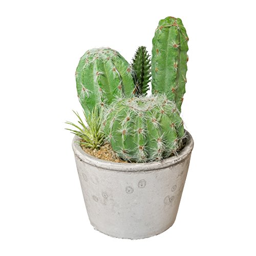 Homefinity Kakteenarrangement im Zementtopf, Größe: 20 cm Lieferumfang: 1 Stück Homefinity Kakteenarrangement im Zementtopf, Größe: 20 cm Lieferumfang: 1 Stück von Homefinity